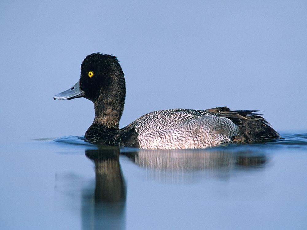 Lesser Scaup Duck II art print by Tim Fitzharris for $57.95 CAD
