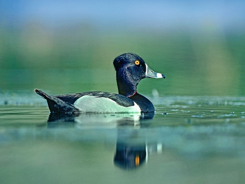 Ring-necked Duck art print by Tim Fitzharris for $57.95 CAD