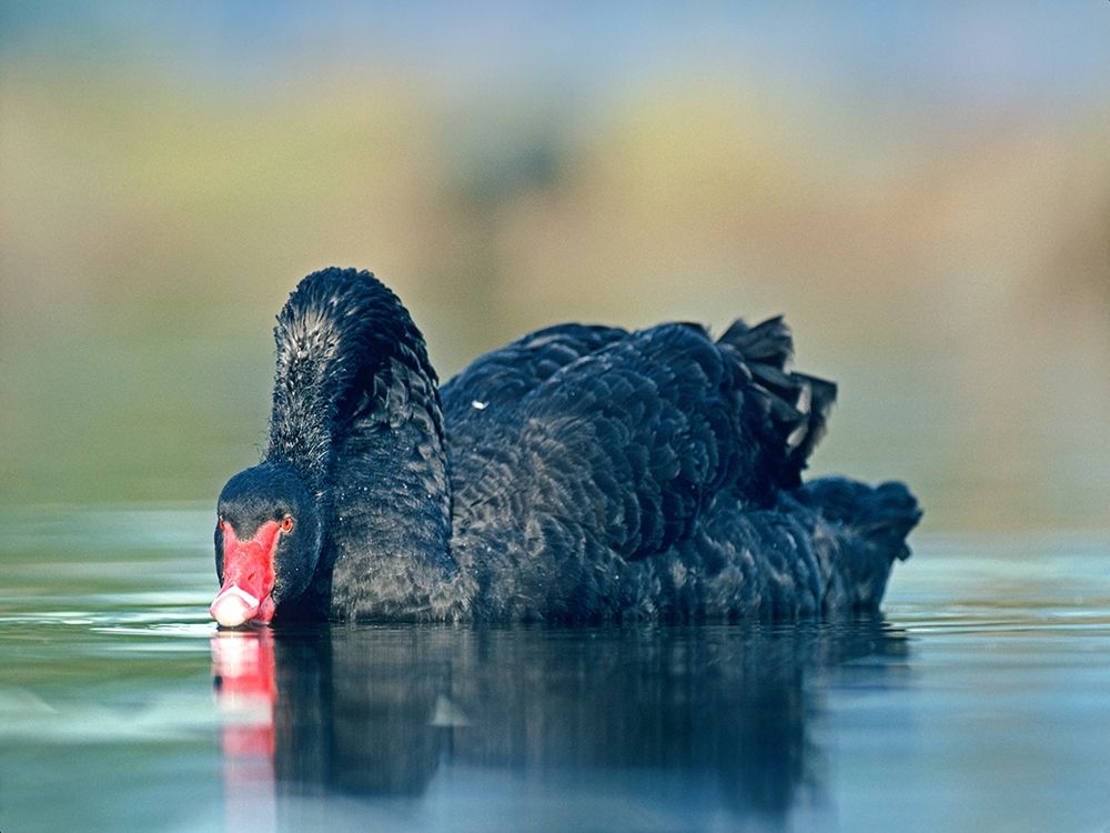 Black Swan Sipping Water art print by Tim Fitzharris for $57.95 CAD