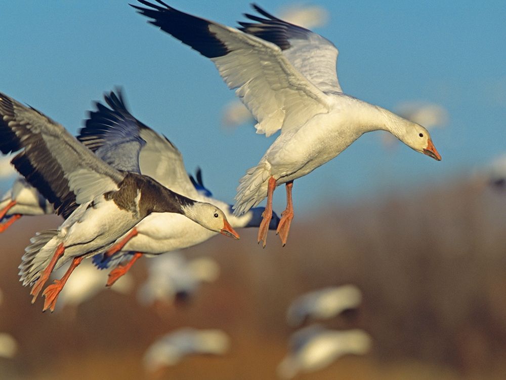 Snow Geese Landing art print by Tim Fitzharris for $57.95 CAD