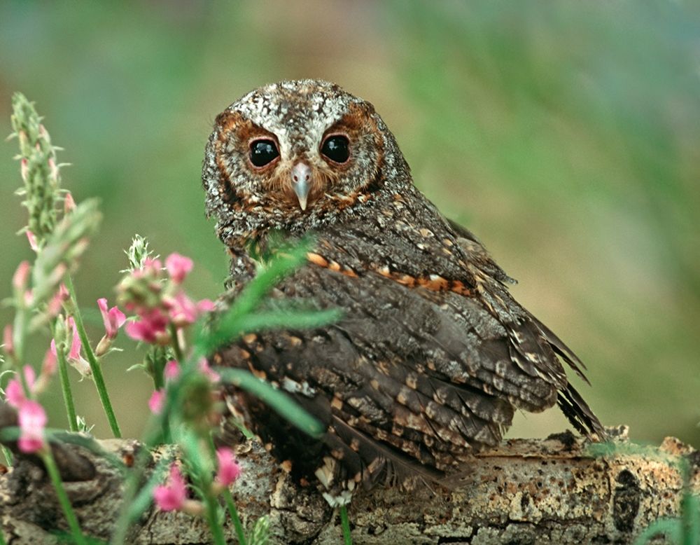 Flammulated Owl I art print by Tim Fitzharris for $57.95 CAD