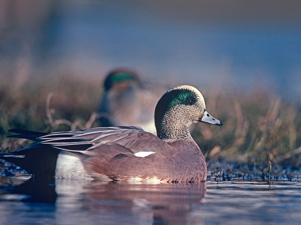 American Wigeon Drake with Hen art print by Tim Fitzharris for $57.95 CAD