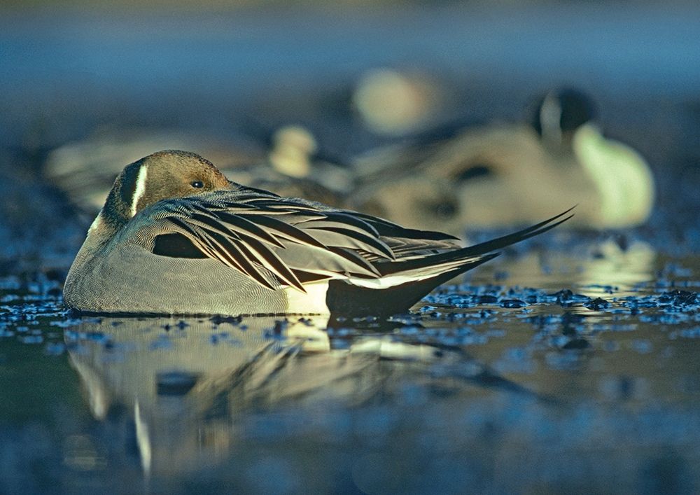 Northern Pintail Drake Snoozing art print by Tim Fitzharris for $57.95 CAD