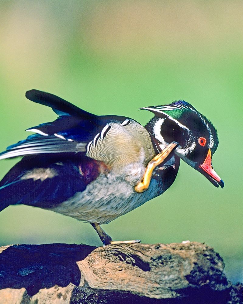 Wood Duck Drake Scratching art print by Tim Fitzharris for $57.95 CAD