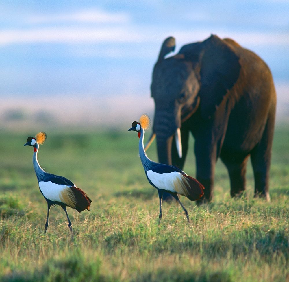 Crowned Cranes with Elephant-Amboseli National Park-Kenya art print by Tim Fitzharris for $57.95 CAD