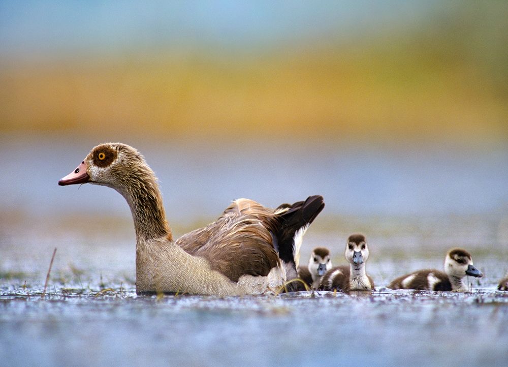 Egyptian Goose with Goslings-Tanzania art print by Tim Fitzharris for $57.95 CAD