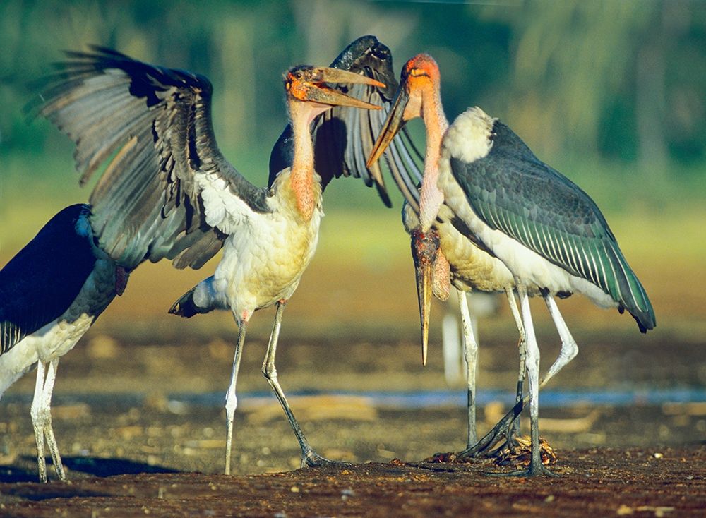 Marabou Storks art print by Tim Fitzharris for $57.95 CAD