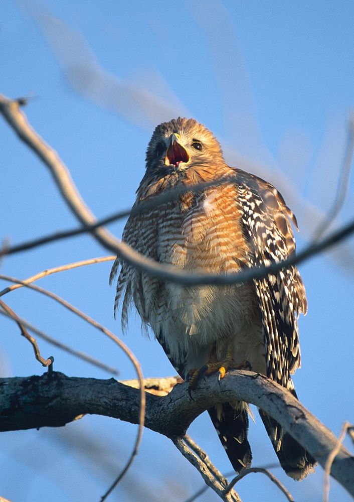 Red-Shouldered Hawk II art print by Tim Fitzharris for $57.95 CAD