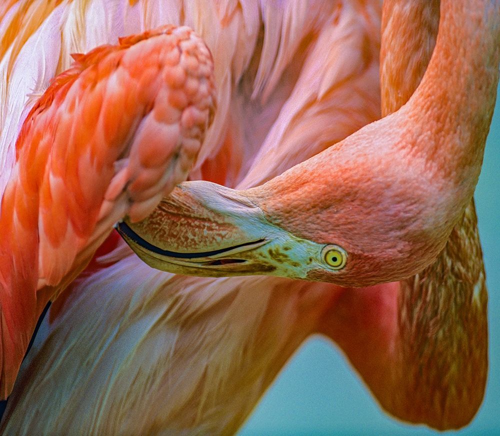 Caribbean Greater Flamingo Preening art print by Tim Fitzharris for $57.95 CAD