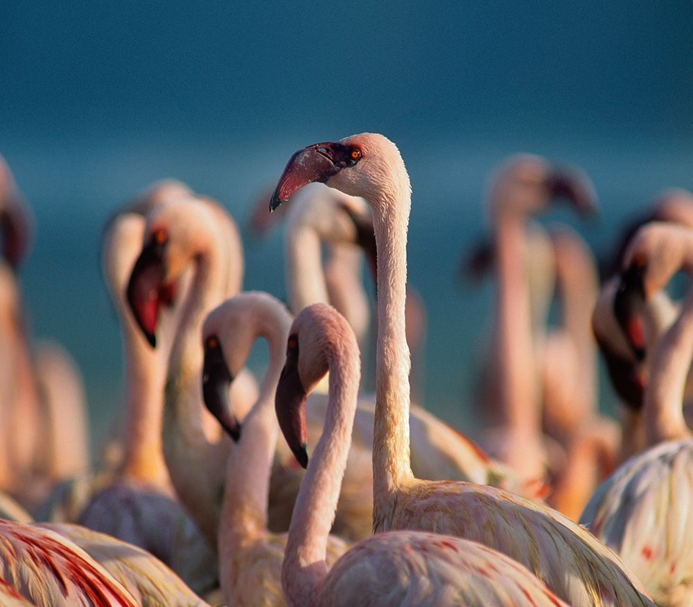 Lesser Flamingos art print by Tim Fitzharris for $57.95 CAD