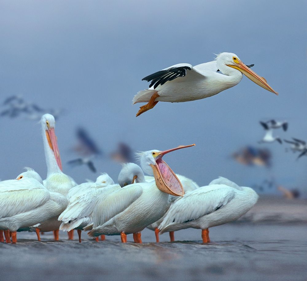 White Pelicans at Bolivar flats,Texas art print by Tim Fitzharris for $57.95 CAD