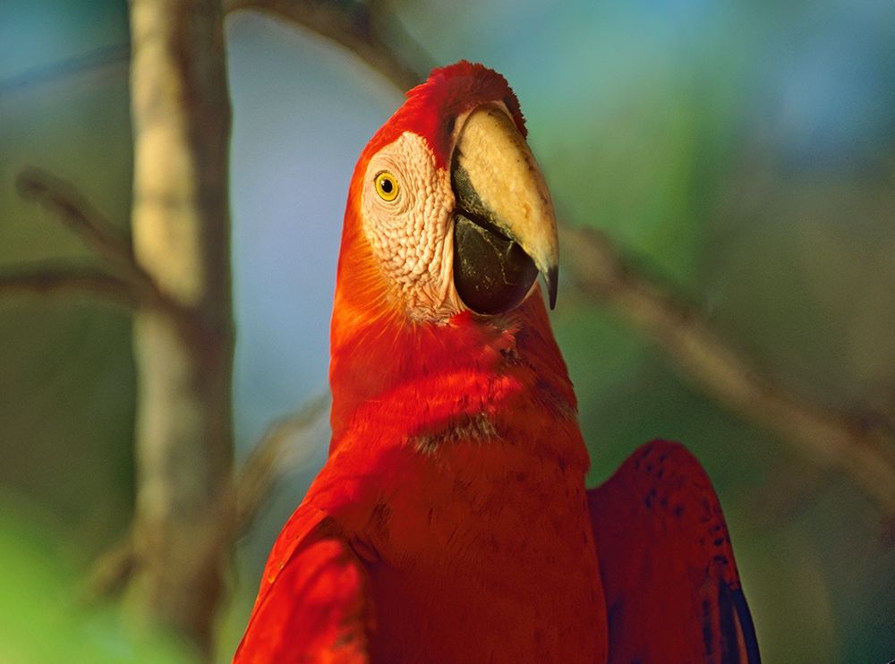 Scarlet Macaw art print by Tim Fitzharris for $57.95 CAD