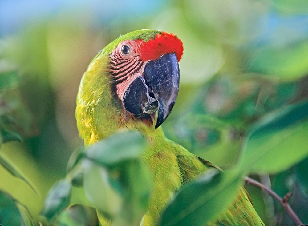 Great Green Macaw I art print by Tim Fitzharris for $57.95 CAD