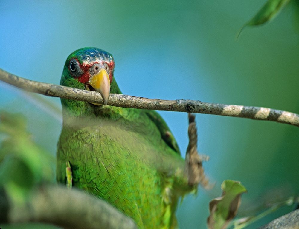 White-fronted Parrot II art print by Tim Fitzharris for $57.95 CAD
