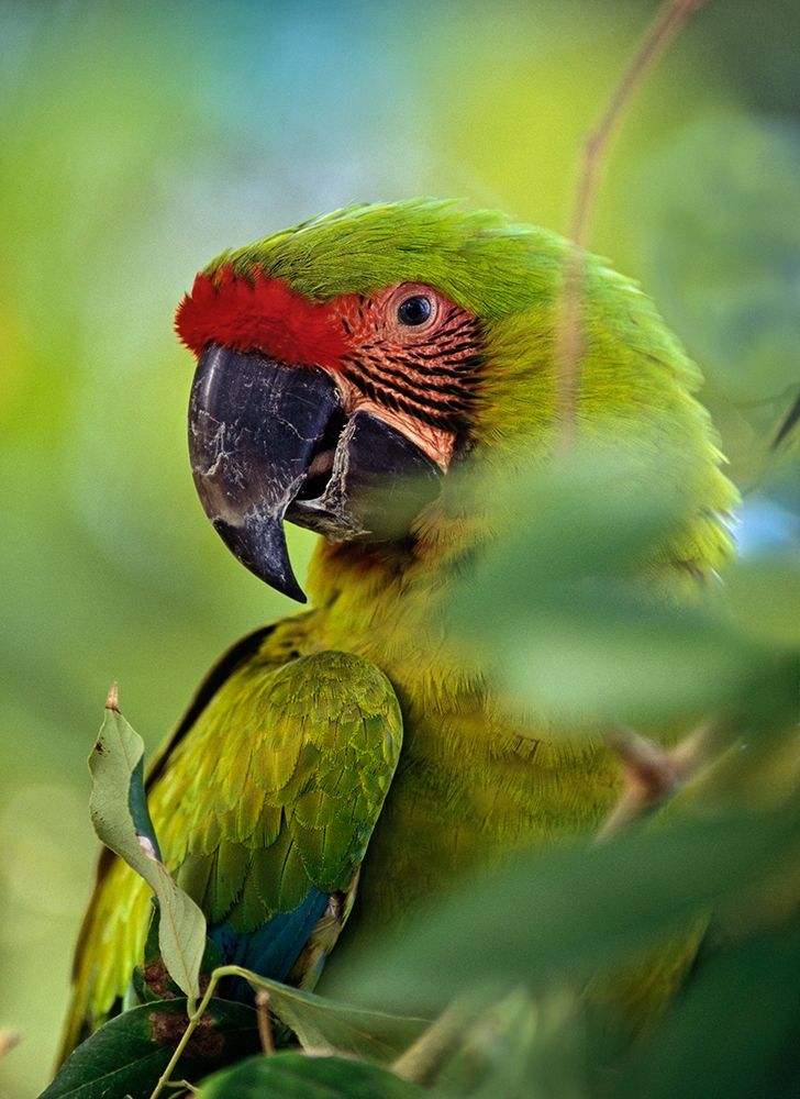 Great Green Macaw III art print by Tim Fitzharris for $57.95 CAD