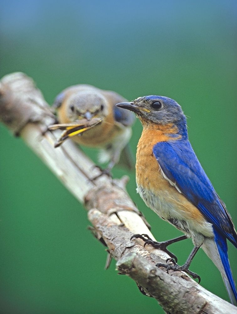 Eastern Bluebirds-male and female art print by Tim Fitzharris for $57.95 CAD