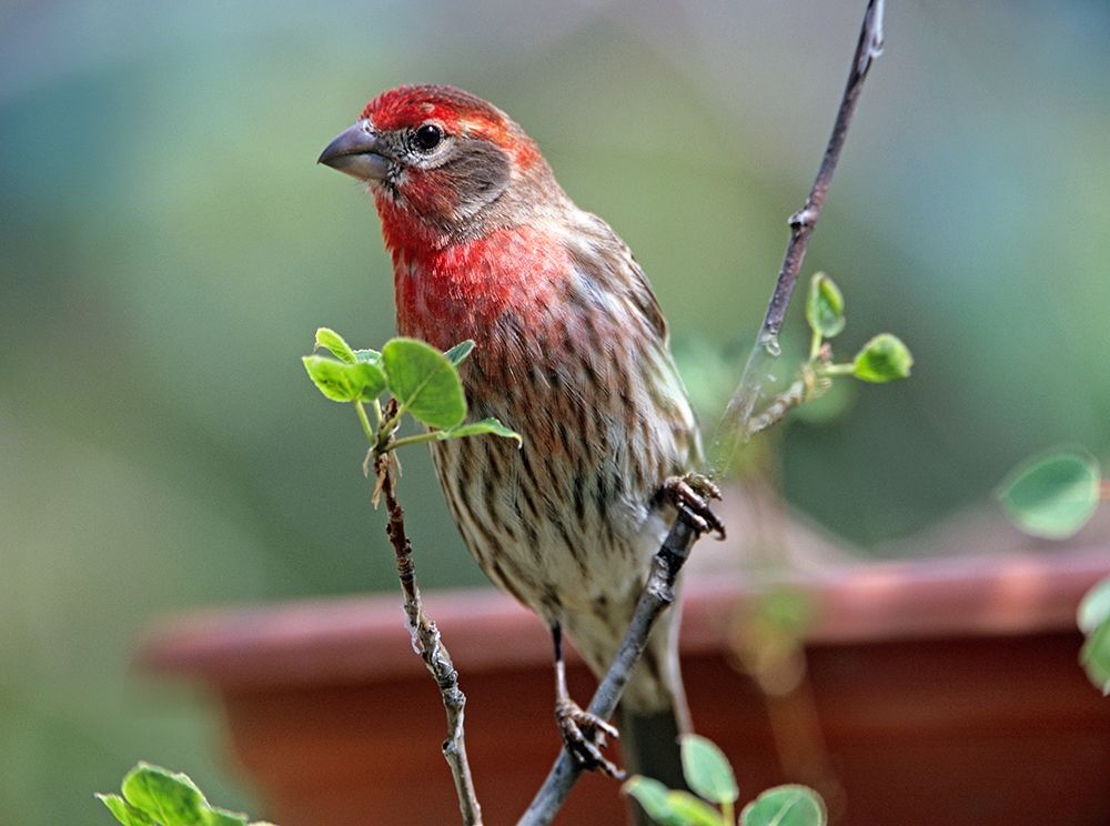 House Finch at Bird Feeder art print by Tim Fitzharris for $57.95 CAD