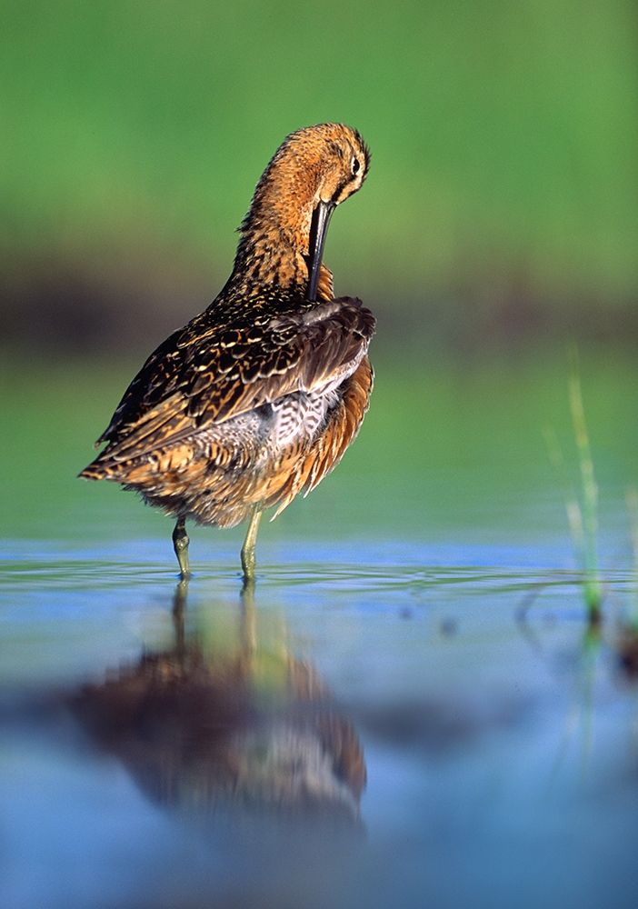Long-billed Dowitcher Preening art print by Tim Fitzharris for $57.95 CAD