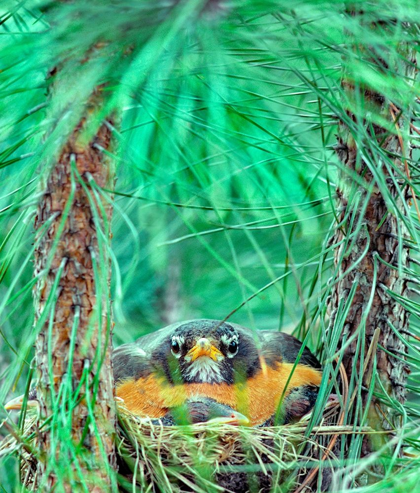 American Robin on the Nest art print by Tim Fitzharris for $57.95 CAD
