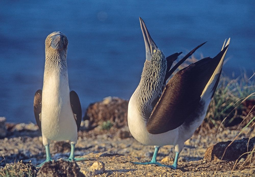 Blue-footed Boobies Courtship in Display art print by Tim Fitzharris for $57.95 CAD