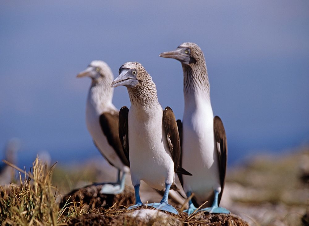 Blue-footed Boobies art print by Tim Fitzharris for $57.95 CAD