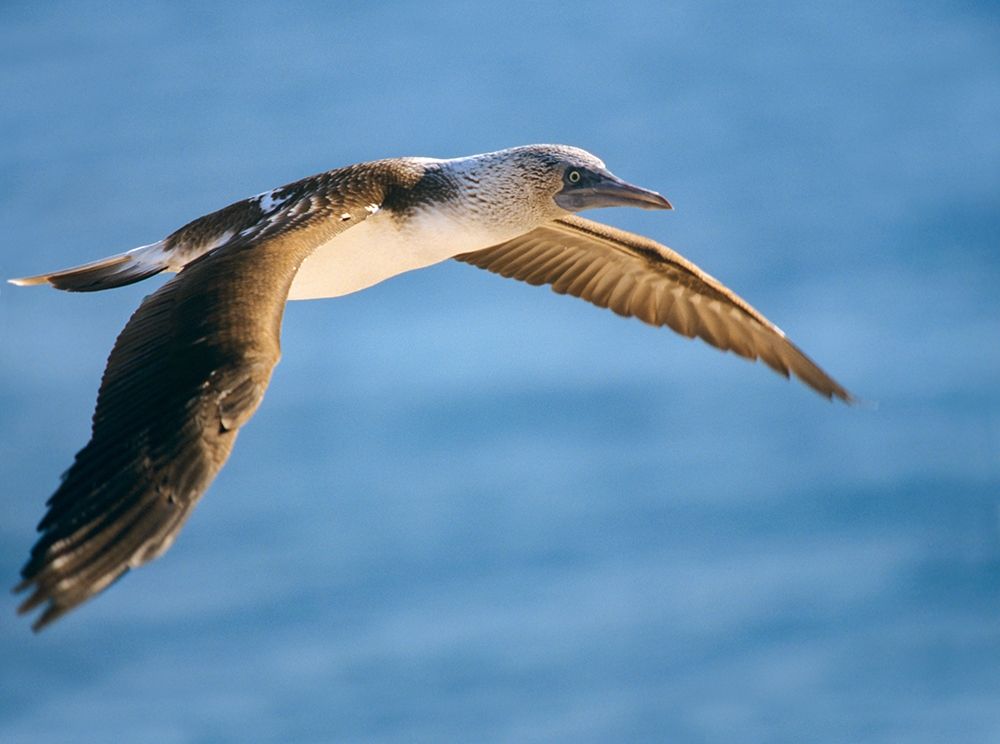 Blue-footed Booby in Flight art print by Tim Fitzharris for $57.95 CAD
