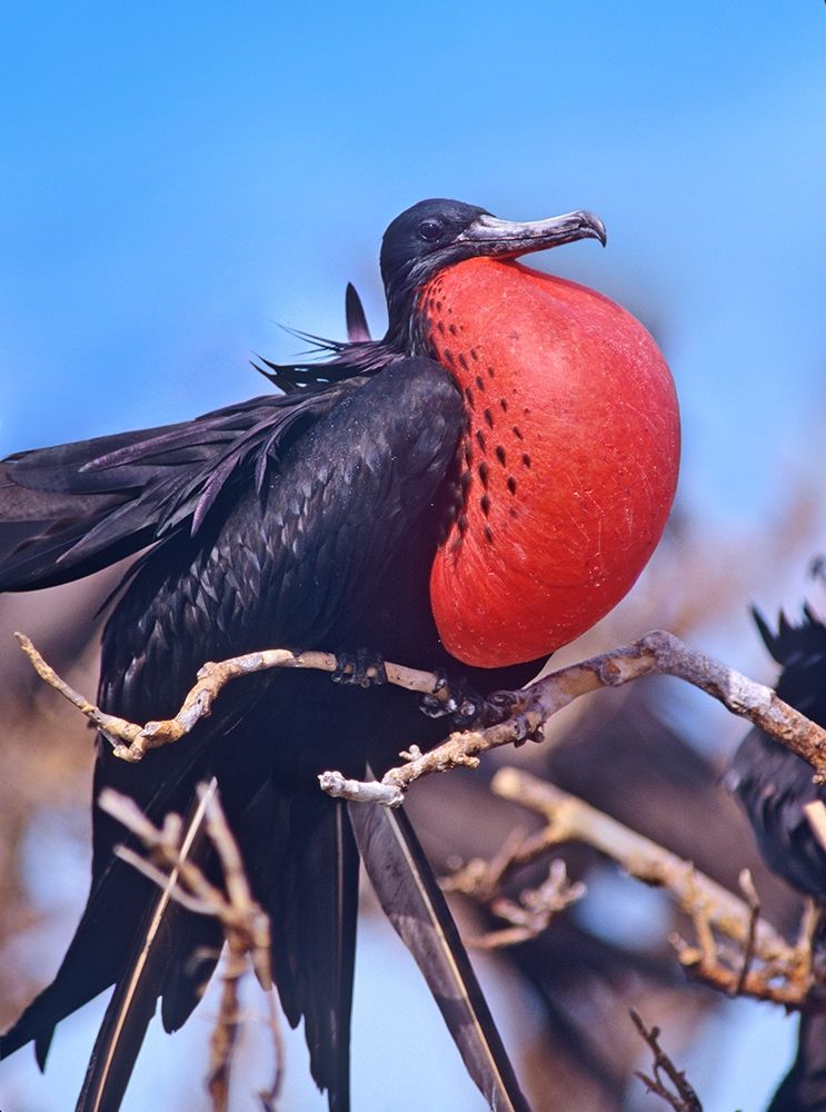 Magnificent Frigatebird in Courtship Display art print by Tim Fitzharris for $57.95 CAD
