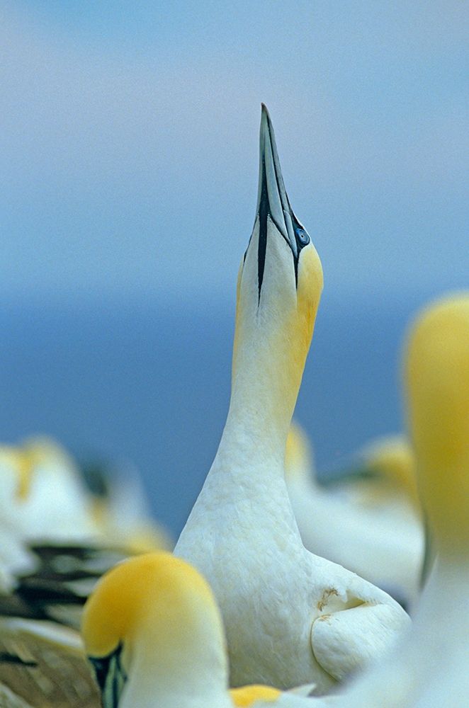 Northern Gannet I art print by Tim Fitzharris for $57.95 CAD