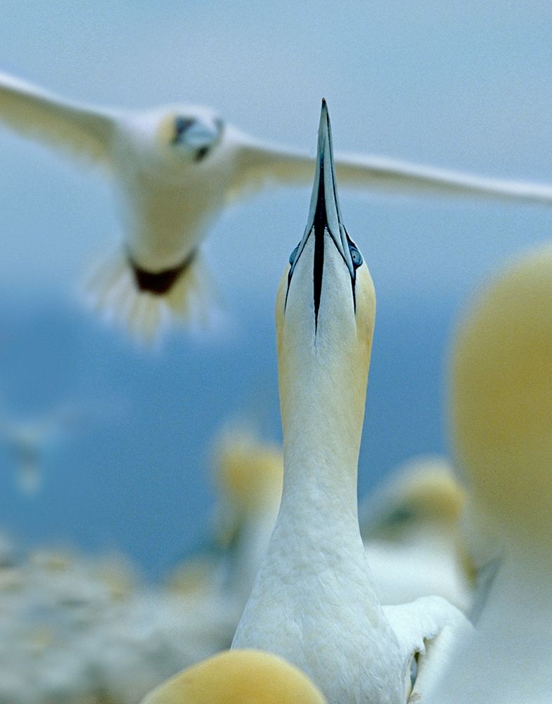 Northern Gannets at Rookery-Bonaventure Island-Quebec art print by Tim Fitzharris for $57.95 CAD