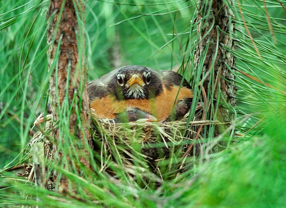 American Robin on Nest with Young art print by Tim Fitzharris for $57.95 CAD