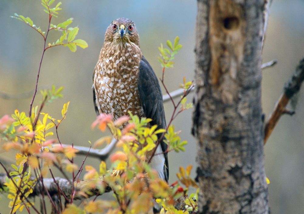 Coopers Hawk art print by Tim Fitzharris for $57.95 CAD