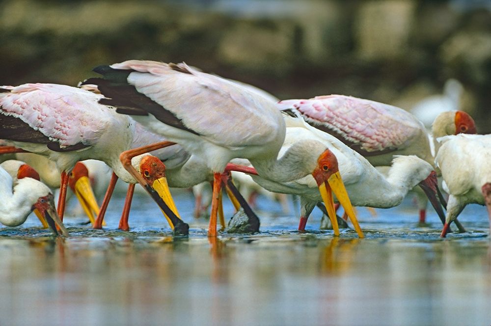 Yellow-billed Storks Feeding-Kenya art print by Tim Fitzharris for $57.95 CAD