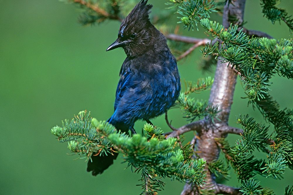 Stellers Jay art print by Tim Fitzharris for $57.95 CAD