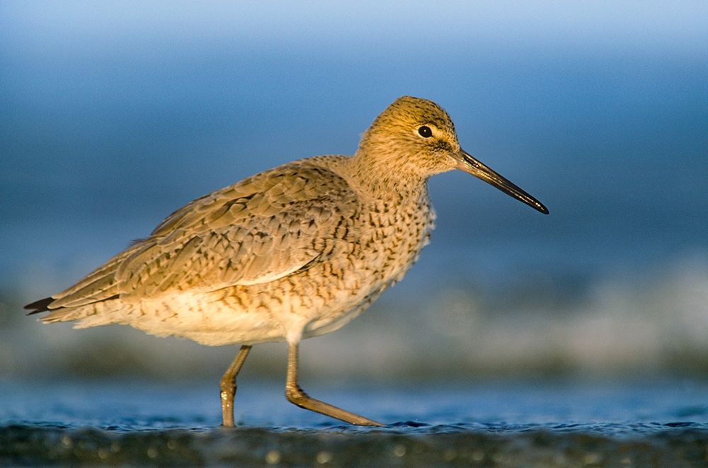 Willet art print by Tim Fitzharris for $57.95 CAD