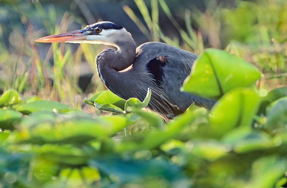 Great Blue Heron in Lily Pads art print by Tim Fitzharris for $57.95 CAD