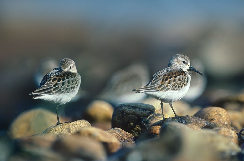 Western Sandpipers art print by Tim Fitzharris for $57.95 CAD