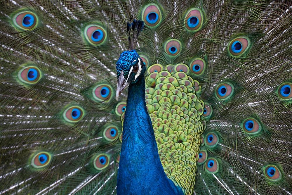 Peacock I art print by Tim Fitzharris for $57.95 CAD