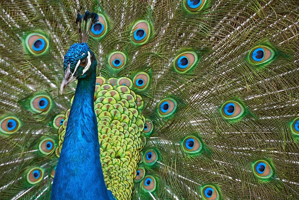 Peacock II art print by Tim Fitzharris for $57.95 CAD