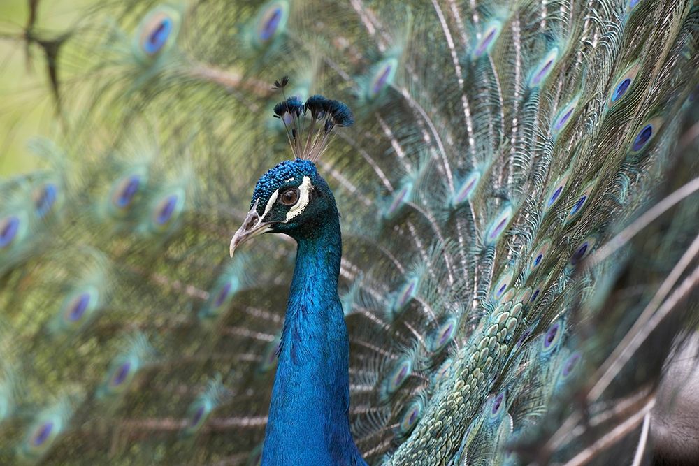 Peacock III art print by Tim Fitzharris for $57.95 CAD