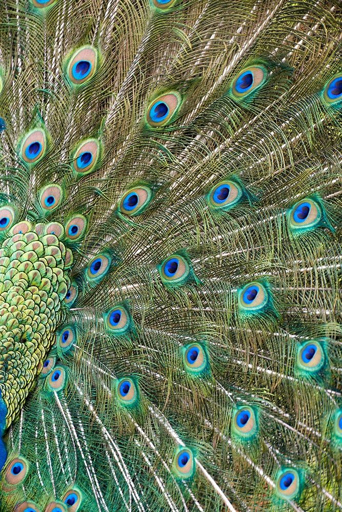 Peacock Feathers art print by Tim Fitzharris for $57.95 CAD