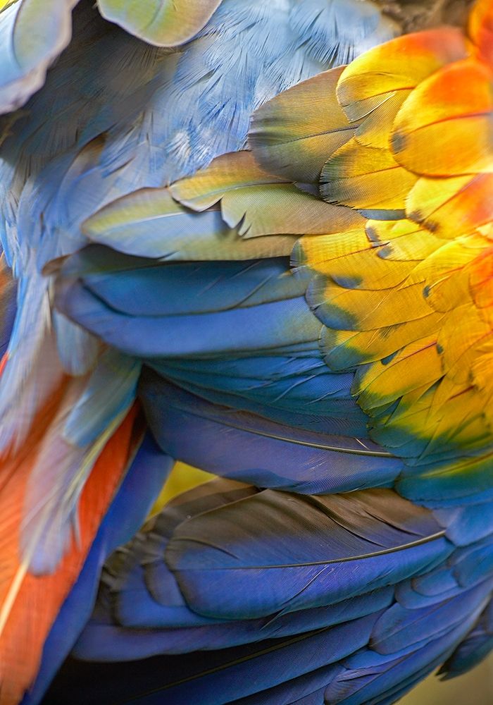Scarlet Macaw Feathers art print by Tim Fitzharris for $57.95 CAD