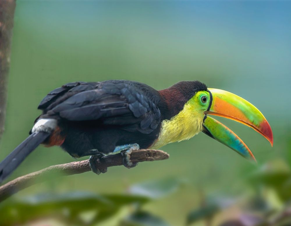 Keel-billed Toucan I art print by Tim Fitzharris for $57.95 CAD