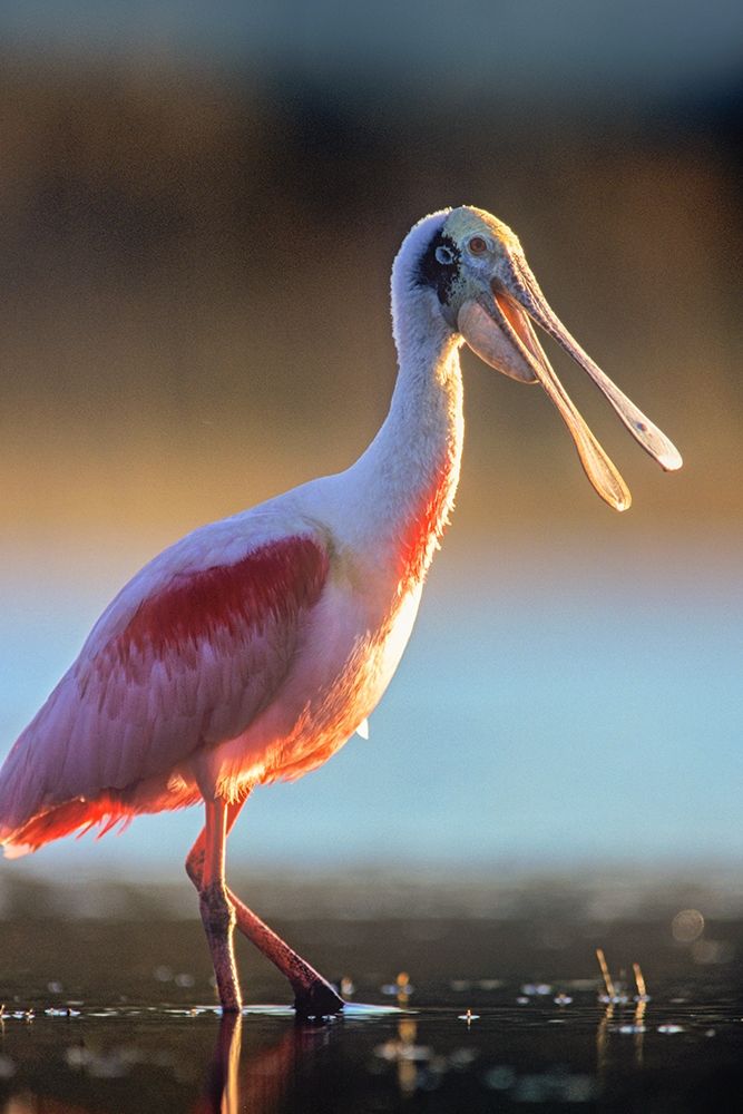 Roseate Spoonbill art print by Tim Fitzharris for $57.95 CAD