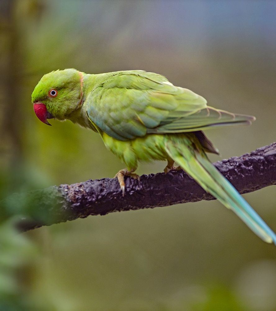 Indian Rose-ringed Parakeet II art print by Tim Fitzharris for $57.95 CAD