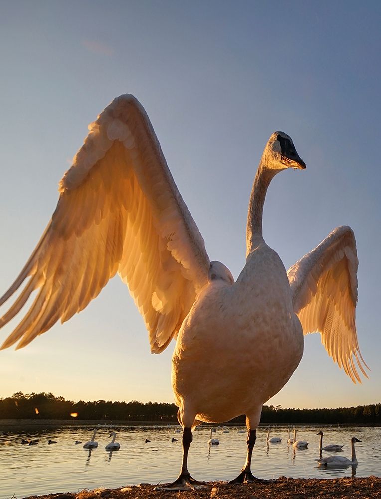 Trumpeter Swan-Magness Lake-Arkansas II art print by Tim Fitzharris for $57.95 CAD