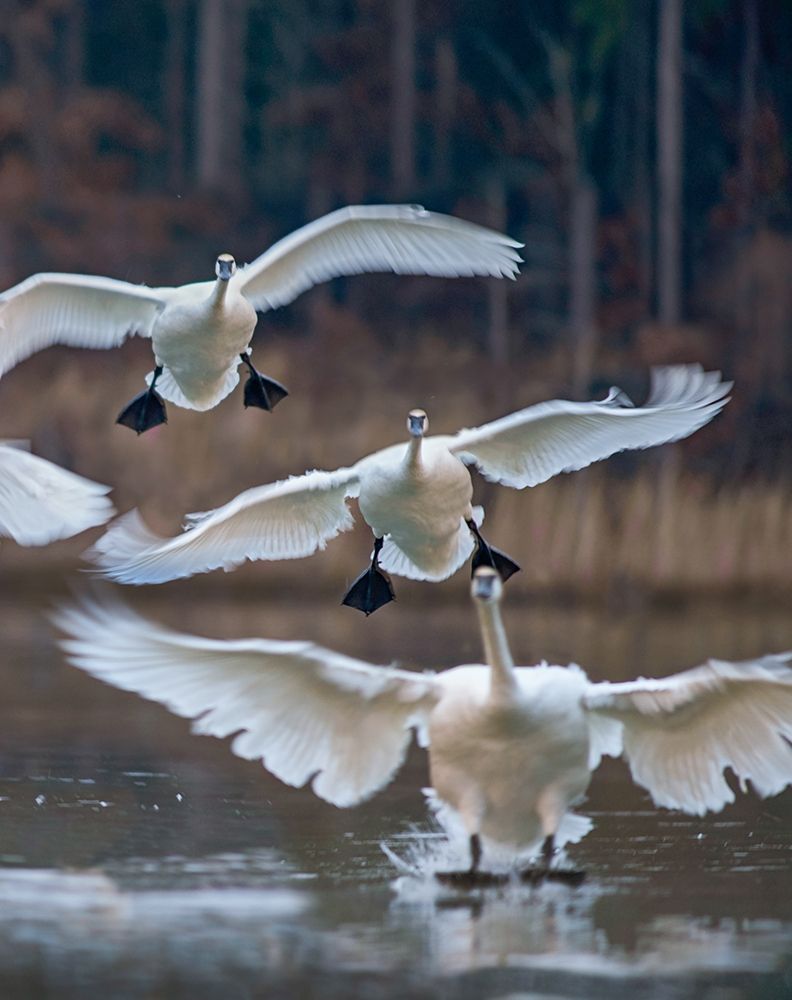 Trumpeter Swans Landing on Magness Lake-Arkansas II art print by Tim Fitzharris for $57.95 CAD