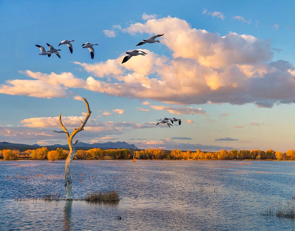 Snow Geese-Bosque del Apache National Wildlife Refuge-New Mexico II art print by Tim Fitzharris for $57.95 CAD