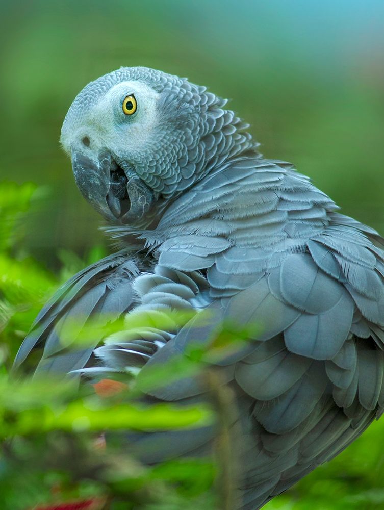 African Gray Parrot Portrait II art print by Tim Fitzharris for $57.95 CAD