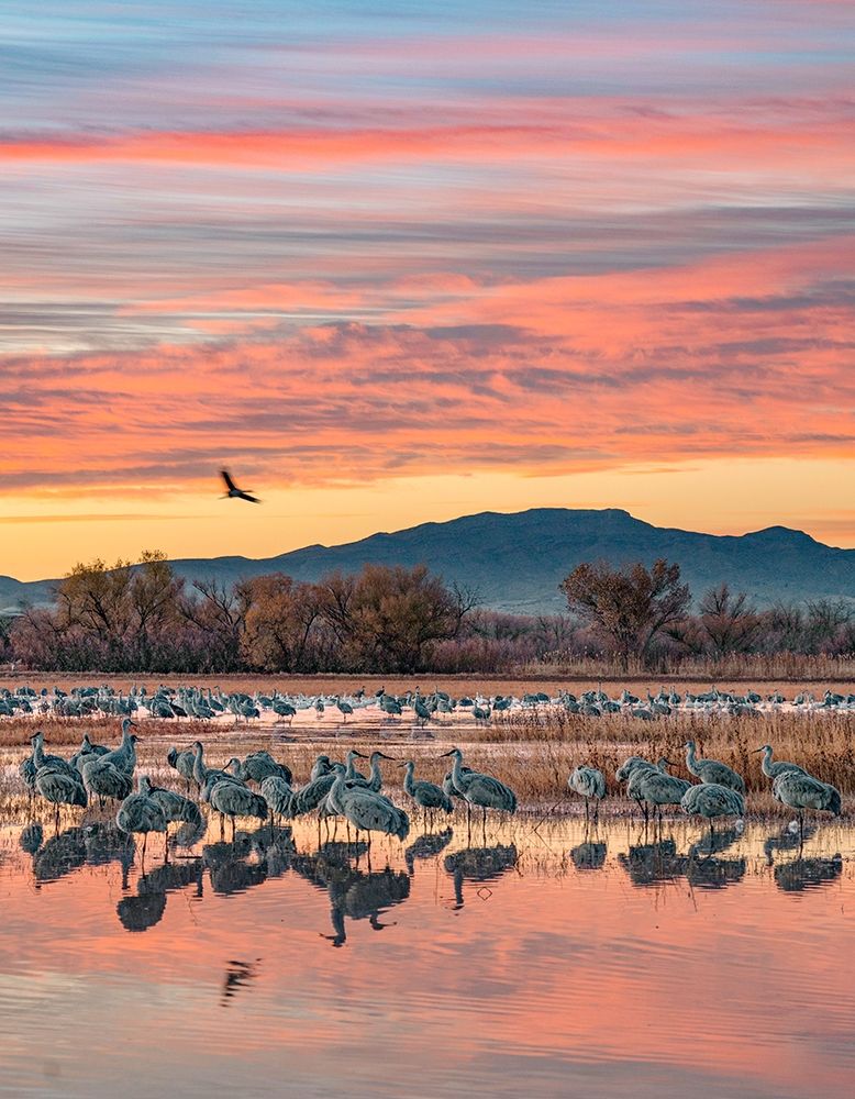 Sandhill Cranes-Bosque del Apache National Wildlife Refuge-New Mexico III art print by Tim Fitzharris for $57.95 CAD