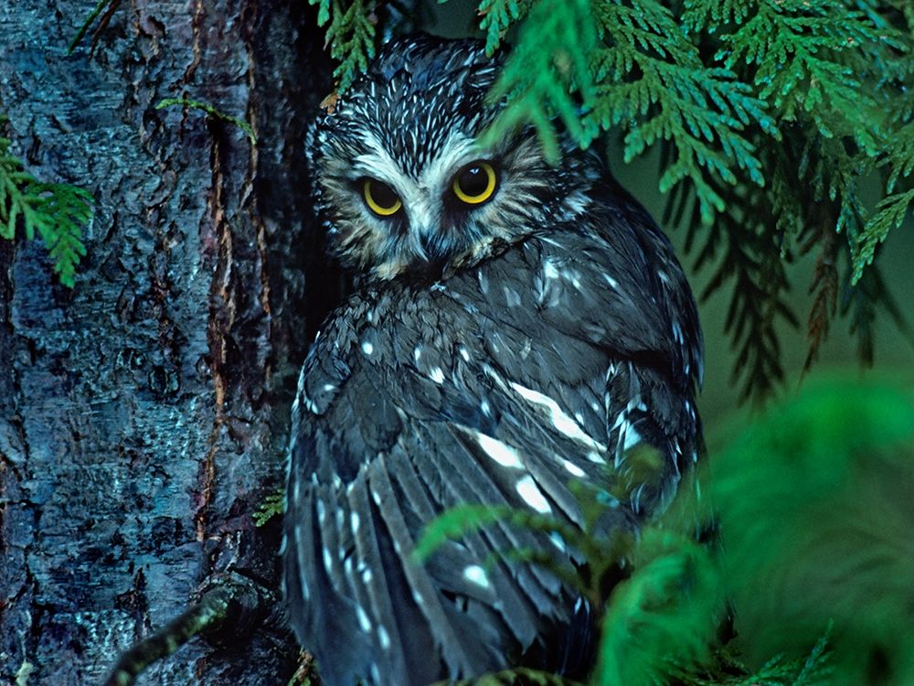 Northern Saw-whet Owl Mantling Prey British Columbia art print by Tim Fitzharris for $57.95 CAD